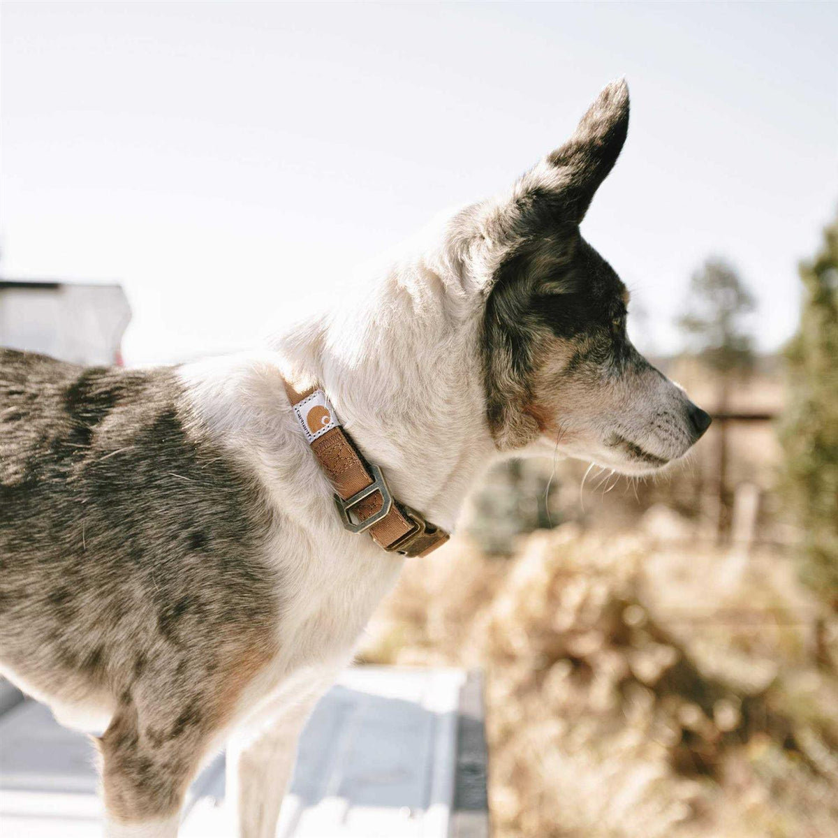 Nylon Dog Collar C716