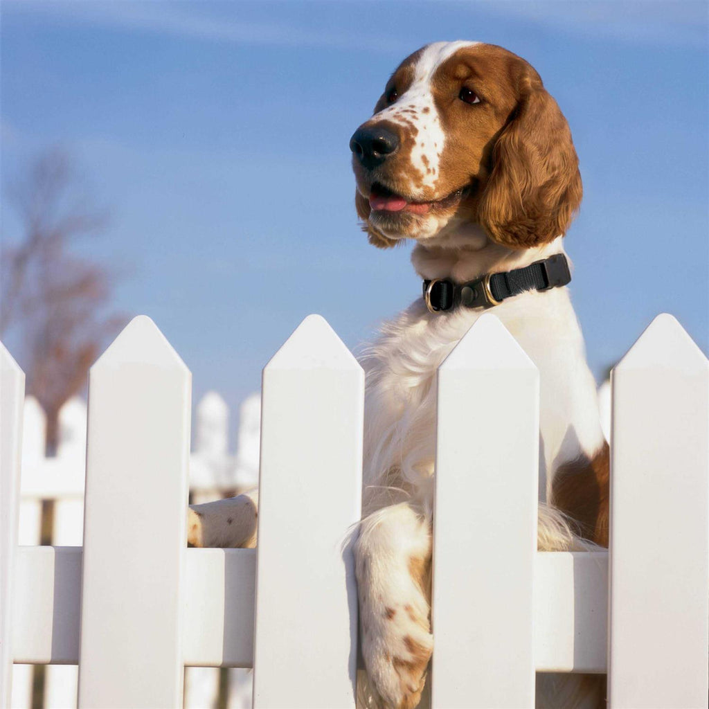 Break-Away Dog Collar Y251