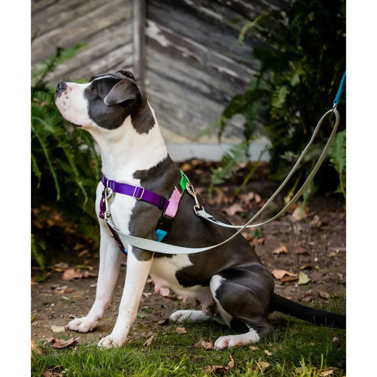 No Pull Dog Harness Leash Z4061