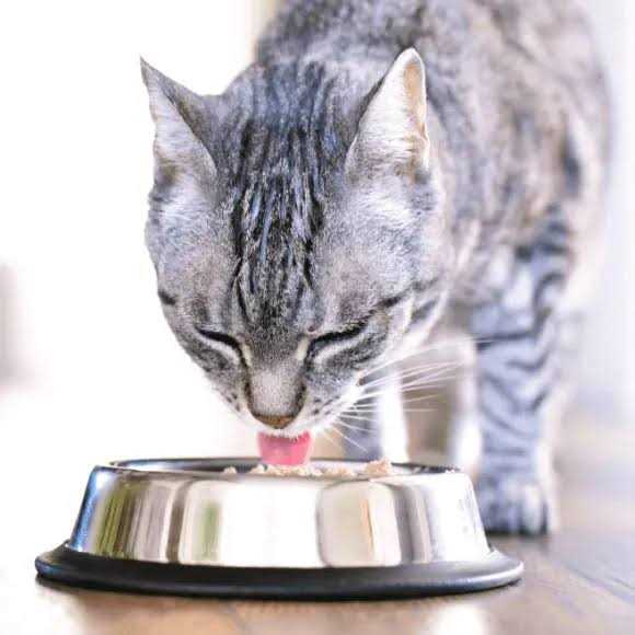 Cat Free Duck Blueberries Food U3017
