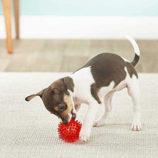 Squeaker Ball Dog Toy V6441