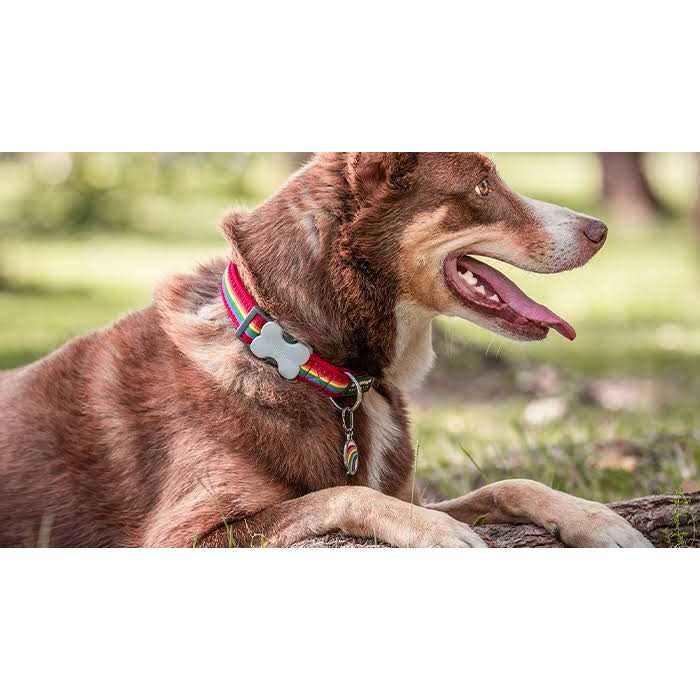 Enamel Pet ID Tag R304