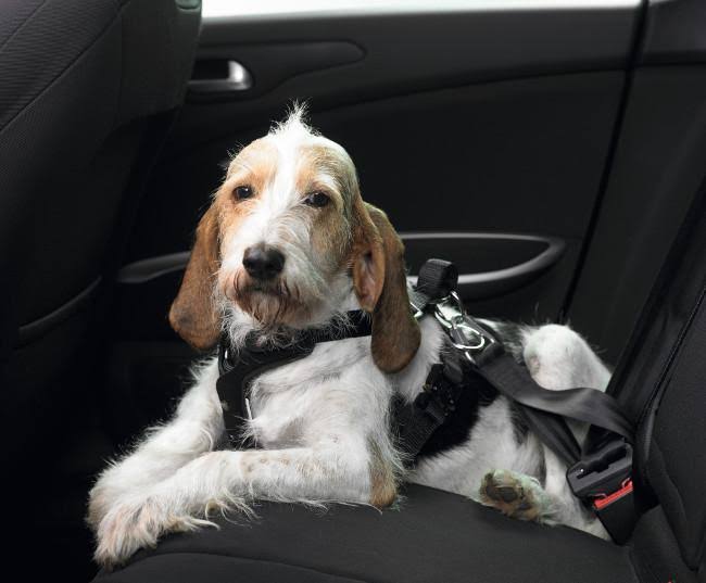 Car Safety Harness Small 15 cm M672828
